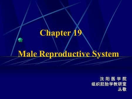 Chapter 19 Male Reproductive System