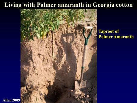 Taproot of Palmer Amaranth Allen 2009 Living with Palmer amaranth in Georgia cotton.