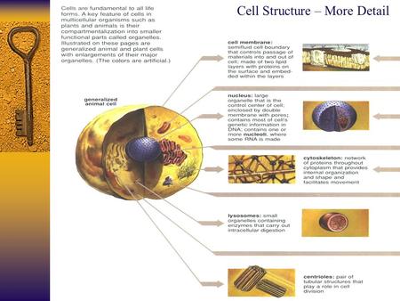 Cell Structure – More Detail. Cellular Biology: A Refresher Anatomy and Physiology 121: Dr. Jaeson T. Fournier.