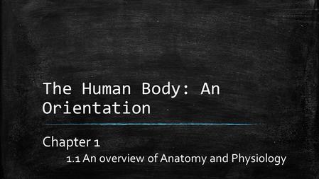 The Human Body: An Orientation Chapter 1 1.1 An overview of Anatomy and Physiology.