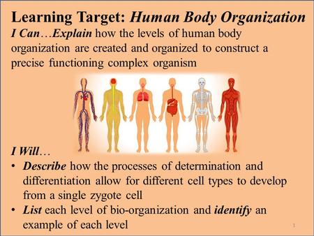 Learning Target: Human Body Organization I Can…Explain how the levels of human body organization are created and organized to construct a precise functioning.