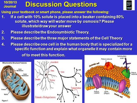 Discussion Questions Discussion Questions 1.If a cell with 10% solute is placed into a beaker containing 80% solute, which way will water move by osmosis?