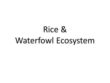 Rice & Waterfowl Ecosystem. Steve K Balas Graduated BS in Pharmacy in 1969 Started Farming Rice 1973.