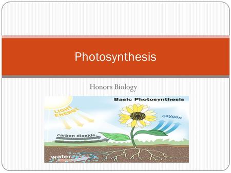 Photosynthesis Honors Biology.
