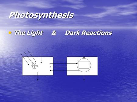 Photosynthesis The Light & Dark Reactions Carbon Cycle.