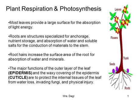 Mrs. Degl1 Plant Respiration & Photosynthesis Most leaves provide a large surface for the absorption of light energy. Roots are structures specialized.