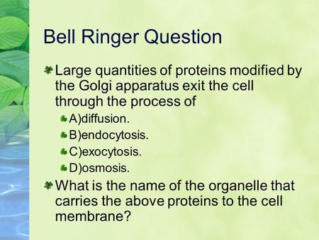 Bell Ringer Question Large quantities of proteins modified by the Golgi apparatus exit the cell through the process of A)diffusion. B)endocytosis. C)exocytosis.