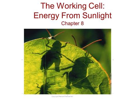The Working Cell: Energy From Sunlight Chapter 8