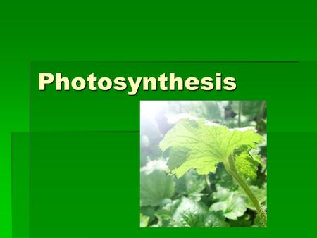 Photosynthesis. How is energy being obtained by the organisms in this picture?