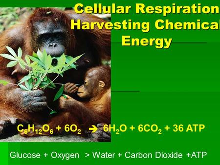 Cellular Respiration Harvesting Chemical Energy
