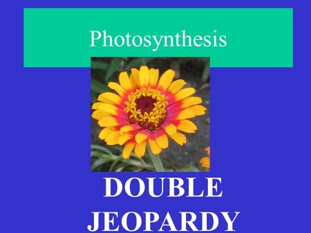 Photosynthesis DOUBLE JEOPARDY MOLECULES MISCELLANEOUS TRUE or FALSELight-Dependent Reactions Reactions Calvin Cycle 200 400 600 800 1000.