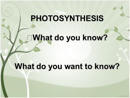 PHOTOSYNTHESIS What do you know? What do you want to know?