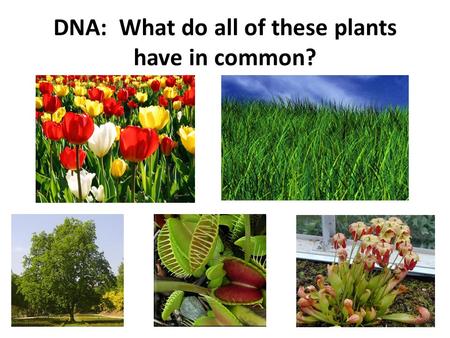 DNA: What do all of these plants have in common?.