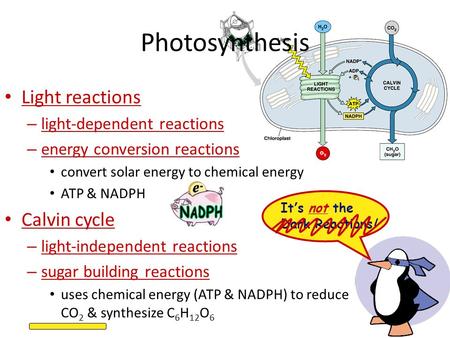 Photosynthesis Light reactions – light-dependent reactions – energy conversion reactions convert solar energy to chemical energy ATP & NADPH Calvin cycle.