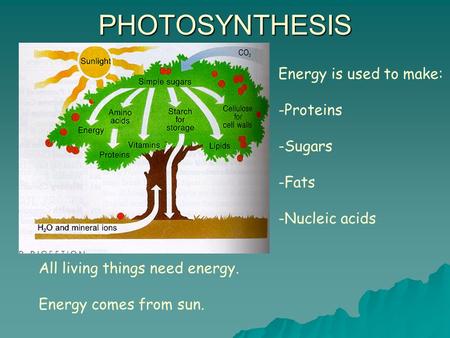 PHOTOSYNTHESIS Energy is used to make: Proteins Sugars Fats