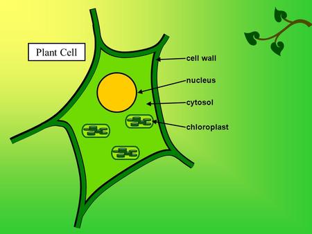 Plant Cell nucleus chloroplast cytosol cell wall.