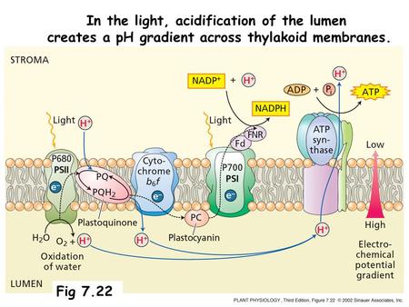 Fig 7.22 In the light, acidification of the lumen creates a pH gradient across thylakoid membranes.