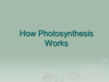 How Photosynthesis Works