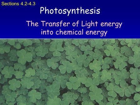 Photosynthesis The Transfer of Light energy into chemical energy Sections 4.2-4.3.
