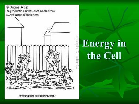 Energy in the Cell.