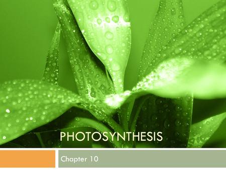 PHOTOSYNTHESIS Chapter 10. PHOTOSYNTHESIS Overview: The Process That Feeds the Biosphere Photosynthesis Is the process that converts light (sun) energy.