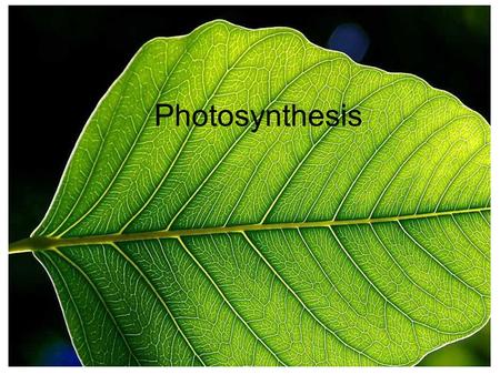 Photosynthesis. 1. Mesophyll A layer of cells that contain & are responsible for most of the plant’s photosynthesis chloroplasts Page 2.