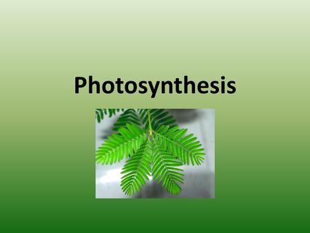 Photosynthesis. What is it? Photo – light Synthesis – to make The process of converting light energy to chemical energy and storing it as sugar.