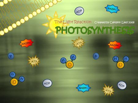 The Light Reaction Created by Caitlynn Lied 2008 NADPH NADP+ ATP NADPH NADP+ ADP H O H H O H H O H ATP.