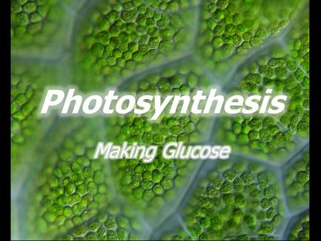 Where does all that glucose come from? CO 2 radiant energy Photosynthesis glucose.