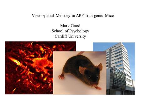 Visuo-spatial Memory in APP Transgenic Mice Mark Good School of Psychology Cardiff University.
