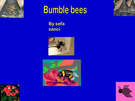 By sefa sanci · ·· Antenni Fine breakable wings Black and white and yellow body · 2 sets of wings It has a sting What do bumble bees look like. beebee.