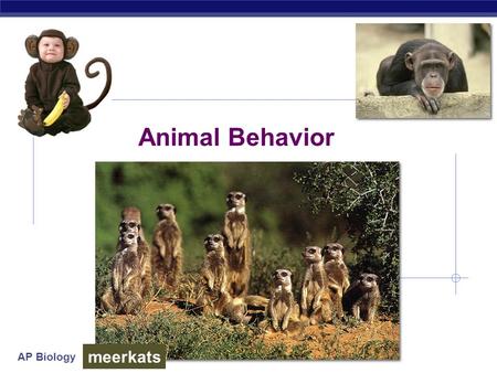 Animal Behavior meerkats.