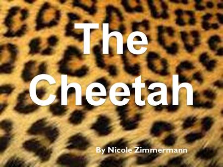 The Cheetah By Nicole Zimmermann.
