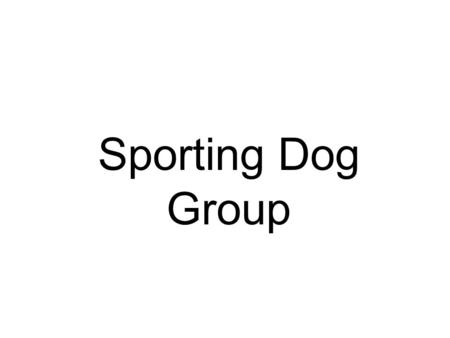 Sporting Dog Group. Brittany Spaniel American Cocker Spaniel.