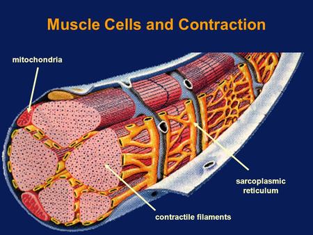 Muscle Cells and Contraction mitochondria contractile filaments sarcoplasmic reticulum.