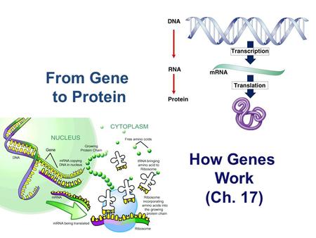 From Gene to Protein How Genes Work (Ch. 17). What do genes code for? proteinscellsbodies How does DNA code for cells & bodies?  how are cells and bodies.