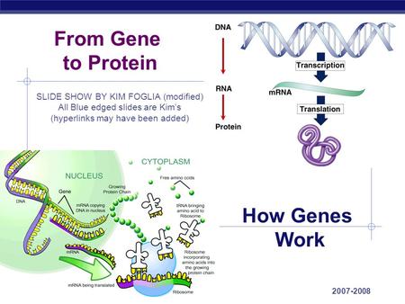 From Gene to Protein How Genes Work
