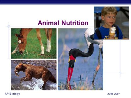 AP Biology 2006-2007 Animal Nutrition AP Biology What do animals need to live? O2O2 food ATP  Animals make __________ using:  ____________  Animals.