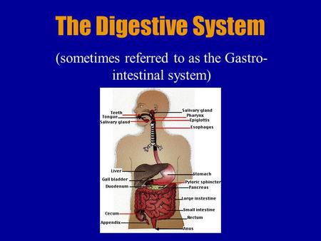 The Digestive System (sometimes referred to as the Gastro- intestinal system)