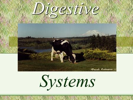 Digestive Systems A RUMINANT IS : An animal with four distinct compartments in its stomach, which swallows its food essentially unchewed, regurgitates.