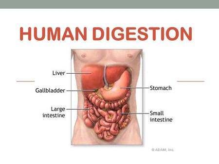 Human Digestion.