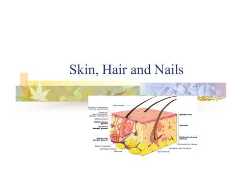 Skin, Hair and Nails. Skin 2 Layers of Skin Outer Epidermis Inner supportive Dermis 3 rd Layer of Subcutaneous Adipose.