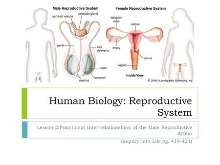 Human Biology: Reproductive System