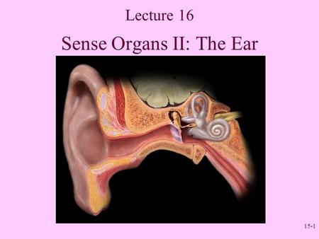 Sense Organs II: The Ear