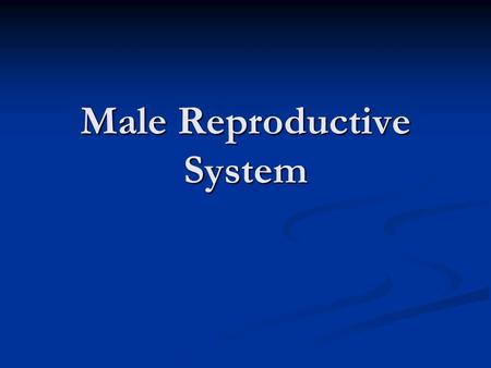 Male Reproductive System. 1. At puberty, hormones released by the pituitary gland stimulate the testes. 1. At puberty, hormones released by the pituitary.