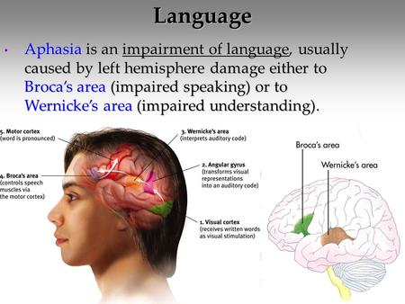 Language Aphasia is an impairment of language, usually caused by left hemisphere damage either to Broca’s area (impaired speaking) or to Wernicke’s area.