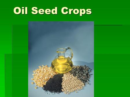 Oil Seed Crops. Oil Seed Crops 5 Major  Soybeans  Peanuts  Safflower  Flax  Sunflower.