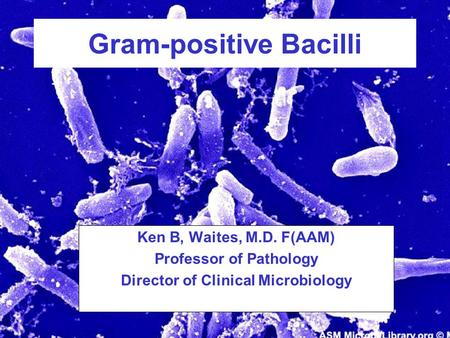 Ken B, Waites, M.D. F(AAM) Professor of Pathology Director of Clinical Microbiology Gram-positive Bacilli.