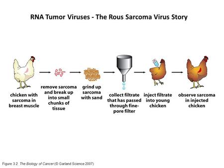 RNA Tumor Viruses - The Rous Sarcoma Virus Story