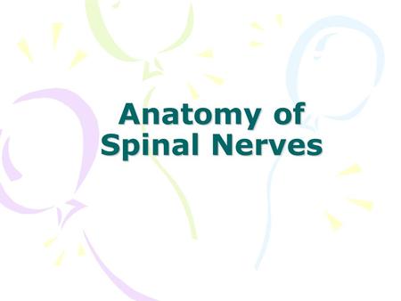Anatomy of Spinal Nerves